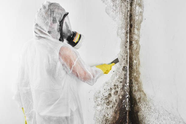 Best Residential Mold Remediation in Rossville, GA
