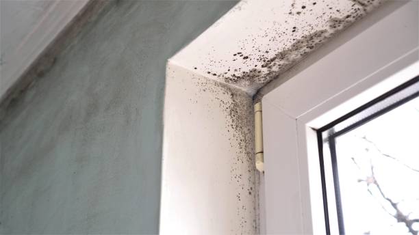Best White Mold Remediation in Rossville, GA