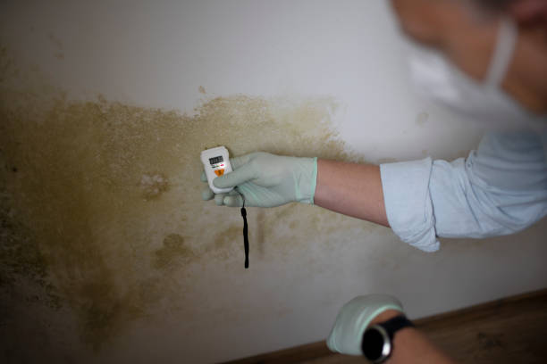 Best Mold Remediation for Schools in Rossville, GA