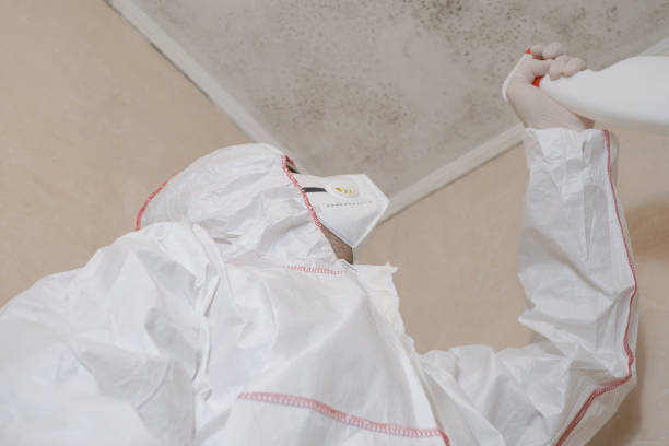 Best Commercial Mold Remediation in Rossville, GA
